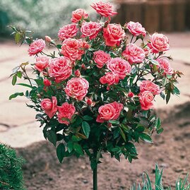 Růže na kmínku ružová 90/110 cm, v květináči Rosa