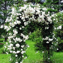 Růže pnoucí bílá v květináči 3 litre Rosa
