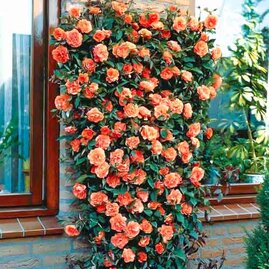Růže pnoucí oranžová v květináči 3 litre Rosa