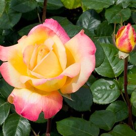 Růže Pullman Orient Express®, v květináči Rosa Pullman Orient Express®