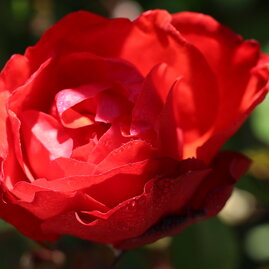 Růže Satchmo, v květináči Rose Stachmo