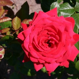 Růže velkokvětá červená, v květináči Rosa