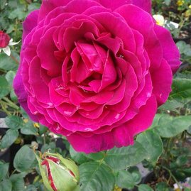 Růže velkokvětá fialová 20/40 cm, v květináči Rosa