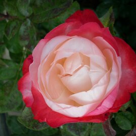 Růže velkokvětá Nostalgie® - 45/55 cm bordovo-bílá, v květináči Rosa “Nostalgie“®