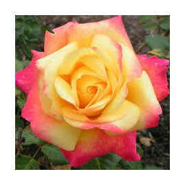 Růže velkokvětá Peace, v květináči Rose Peace