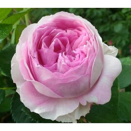 Růže velkokvětá Vesalius® - bleděrůžová, v květináči Rosa “Vesalius“®