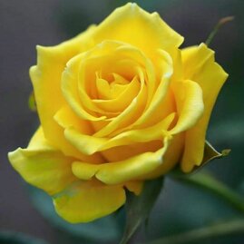 Růže velkokvětá žlutá 20/40 cm, v květináči Rosa