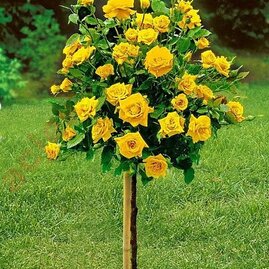 Růže žlutá na kmínku 90/110 cm, v květináči Rosa