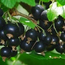 Rybíz Tisel černá, stromečkový Ribes nigrum Tisel