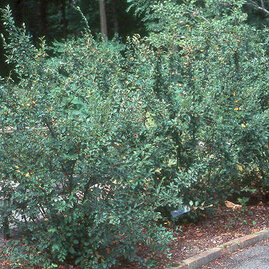 Skalník lesklý, 40/60 cm, v črepníku Cotoneaster lucidus