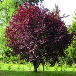 Slivoň okrasná Nigra ﻿140/160 cm, v květináči Prunus cerasifera Nigra