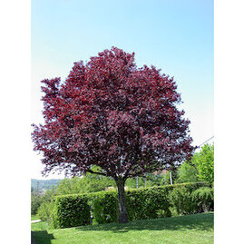 Slivoň okrasná Nigra na kmínku 200/220 cm, v květináči Prunus cerasifera Nigra
