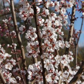 Slivoň Trail Blazer , 100/120 cm, v květináči Prunus Trail Blazer