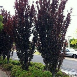 Slivoň trešňoplodá Crimson Pointe, 140/160 cm, v květináči Prunus cerasifera Crimson Pointe
