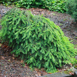 Smrek obyčejný Formanek 30/50 cm, v květináči Picea abies Formanek