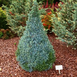 Smrk bílý Sanders Blue 20/40 cm, v květináči Picea glauca Sanders Blue