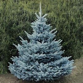 Smrk pichlavý SUPER BLUE 100/125 cm, v květináči Picea pungens ‘Super Blue‘