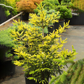 Smrk východný Golden Start, 40/60 cm, v květináči Picea orientalis Golden Start