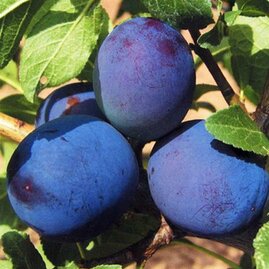 Švestka Maďarská obecná, volnokorenní 2 letá Prunus domestica