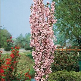 Třešeň japonská Amanogawa sloupovitá 100/120 cm, v květináči Prunus serrulata amanogawa