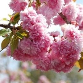 Třešeň japonská Kiku Shidare (sakura)obvod 6/8 cm, výška 200/250 cm, v květináči Prunus serrulata Kiku Shidare Sakura