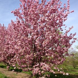 Třešeň pílkatá Kanzan, 160/180 cm, v květináči Prunus serrulata Kanzan