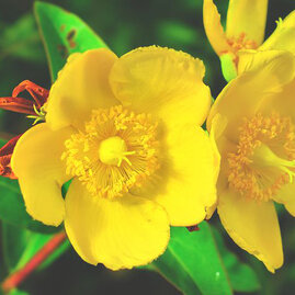 Třezalka Hidcote, 30/+cm, v květináči 2l Hypericum Hidcote