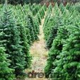 Vánoční stromy