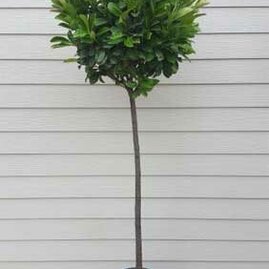 Vavřínovec lékařský - Bobkovišeň lékařská Rotundifolia koule na kmínku, 130/150 cm, v květináči Prunus laurocerasus Rotundifolia