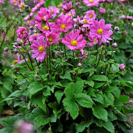 Větrnice hupehenská “Little Summer Breeze“ v květináči 5L výška 30/50 cm Anemone hupehensis Little Summer Breeze