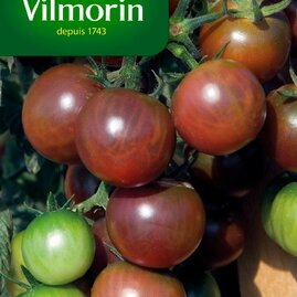 Vilmorin PREMIUM Rajčák zemní vysoký BLACK CHERRY 0,2 g