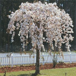 Višeň chloupkatá Pendula na kmínku výška 140/150 cm v květináči Prunus subhirtella Pendula