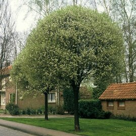 Višeň krovitá x Umbraculifera, 180/200 cm, v květináči Prunus eminens x Umbraculifera