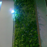 zelená stena interiér